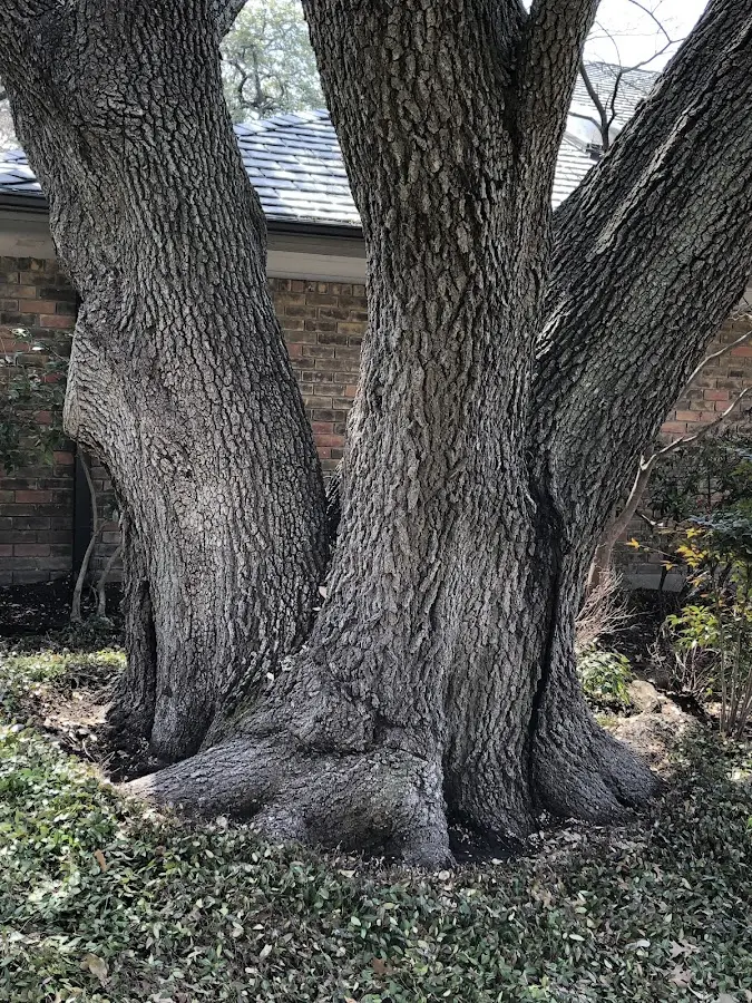Mature heritage tree close to a Snoqualmie Pass property cared for by certified arborists